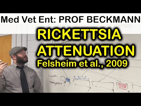 Professor Beckmann