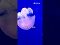 Магия Медуз: Захватывающие факты о морских создания