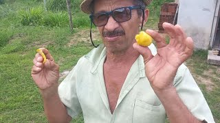 Os Benefícios Da Macaíbafazenda Aero-Terra