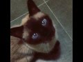 Appealed something w/ cute voice♪ Markos G. (family of Gus G.), Royal Siamese cat