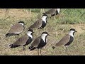 Spurwinged lapwing vanellus spinosus    31102019 mia milia cyprus