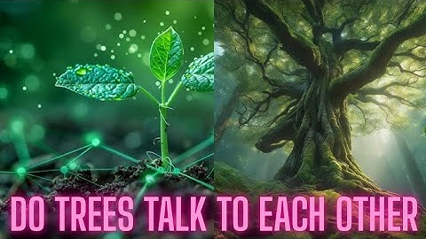 Wood Wide Web | How Trees Use Fungi to Communicate #WoodWideWeb #TreeCommunication 