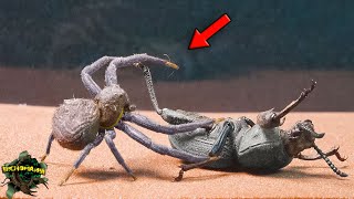 Can This Spider Conquer the WORLD? Epic Encounter between GIANTS!