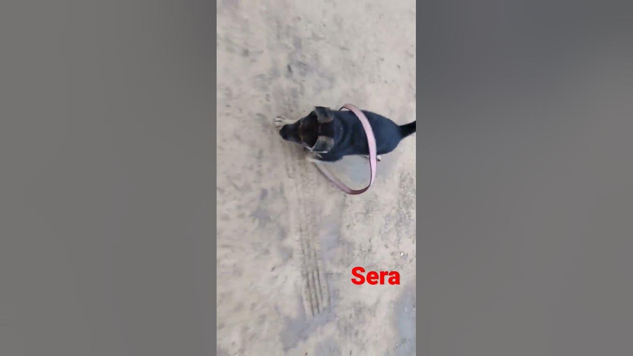 Jarman Safed Dog cute sera trending viralvideo YouTube jarman-safed-dog-cute-sera-trending-viralvideo-youtube