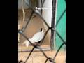 Nanital zoo.#Nanital #mountains #jimcorbett #hills #jungle #birds #ramnagar #tiger #viralshort #tren