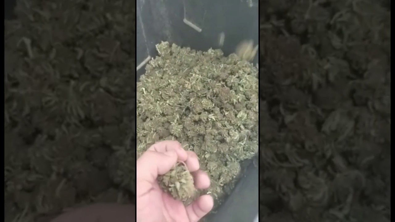 Hemp Flower Trimming