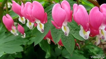 إحدى روائع القارئ رعد محمد الكردي وهو يتلو سورة الليل  بصوته الشجي على مقام النهاوند