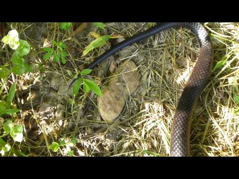 Black Rat Snake
