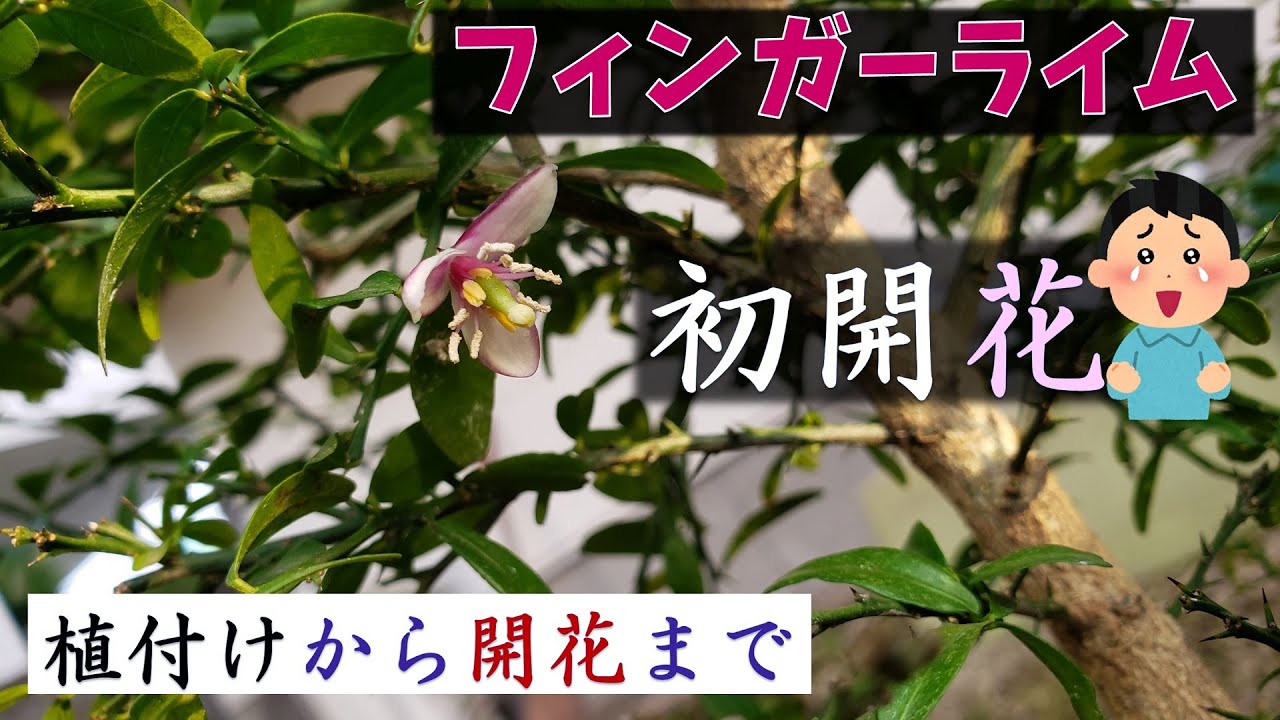 果樹栽培：フィンガーライムに大きな変化