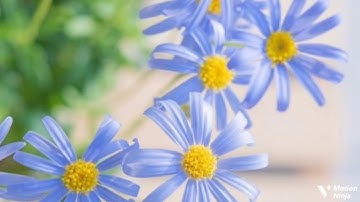 أولم يسيروا في الأرض فينظروا الربع الرابع من الجزء الرابع والعشرون من سورة غافر الحصري المعلم