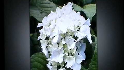 Snapseed Review; ULTIMATE Photo Editing iPad App!