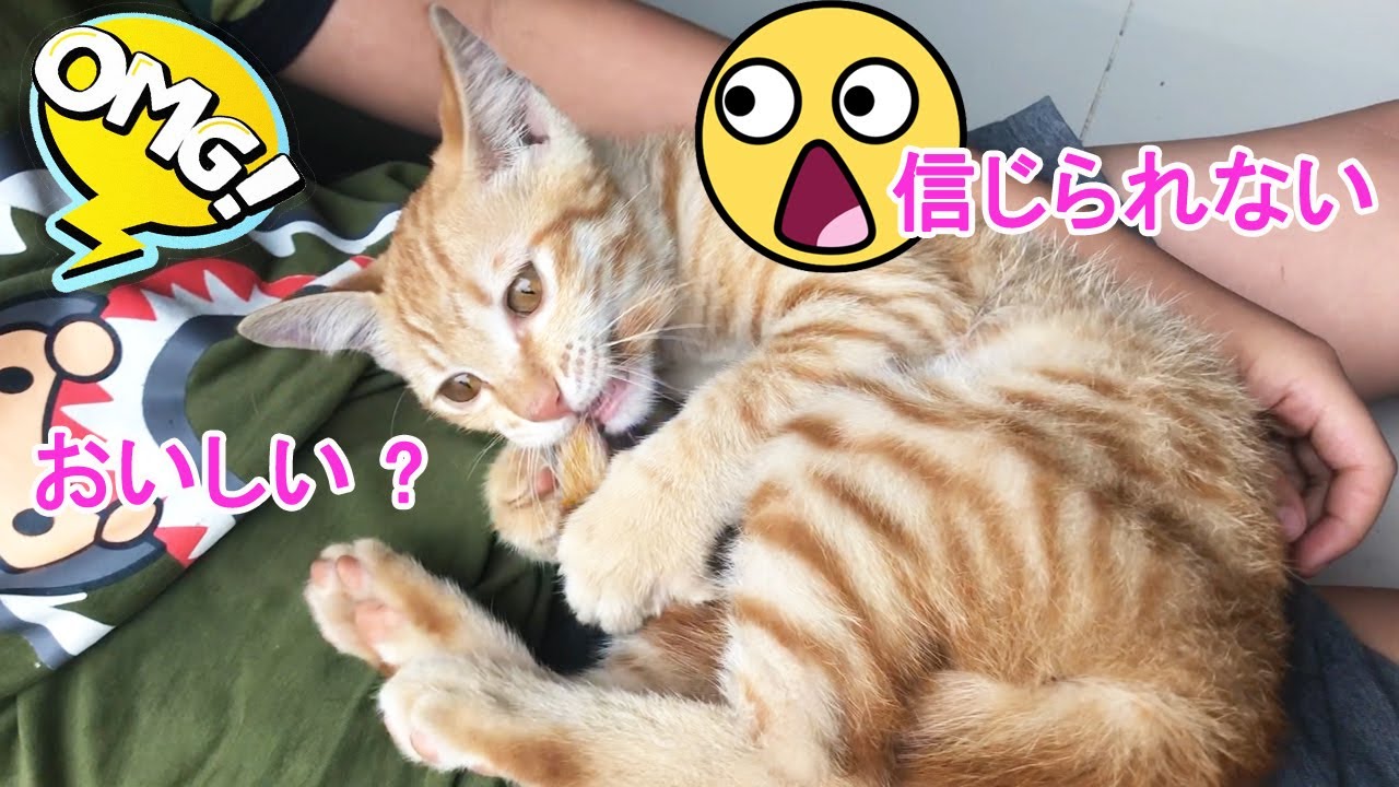 おもしろ猫 から甘えん坊で表情豊かすぎる猫が面白い 尻尾を噛んで大回転 Funny Cats 動物がかわいいyoutube動画はここだ おもしろ猫 から甘えん坊で表情豊かすぎる猫が面白い 尻尾を噛んで大回転 Funny Cats 動物がかわいいyoutube動画はここだ