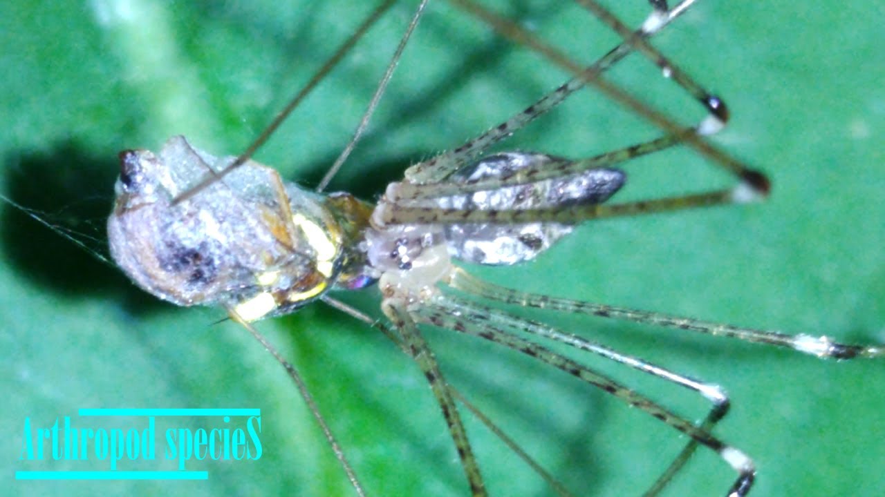 Spider Predator Mode - Prey : Queensland Fruit Fly | The cellar spider feeds on fruit fly |