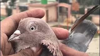 (Indian Pigeons Loft) Nasire Pair Best Quality For Sale - Khalid Bhai 9920214021