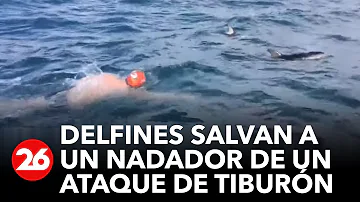 ¿Salvan los delfines a los humanos de morir ahogados?