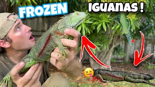 Rescued Frozen Iguanas Falling From Trees ! Cold Florida Iguanas !!