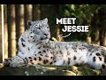 Meet Jessie A Snow Leopard | Meet the Animals