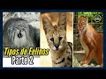 TIPOS DE FELINOS🦁 Todas las Especies de Felinos del Mundo 🐈🌎Razas de felinos 🐯Parte 2