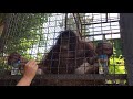 Орангутан Дана опять устроила шоу! Тайган Orangutan Dana put on a show again! Taigan