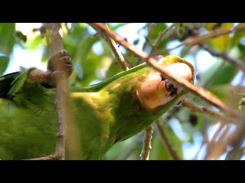 White-eyed Conure - Aratinga leucophthalmus propinqua - Brazil