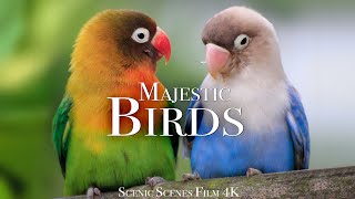Amazing Scenes of Majestic Birds In 4K | Bird Sounds | Scenic Relaxation Film