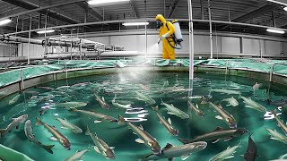 How Fish Farmers Raise Billions of Salmon Every Day