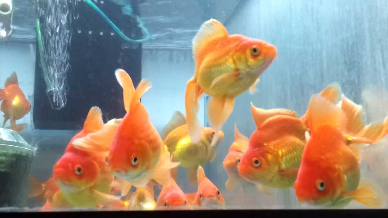 Fantail goldfish - YouTube