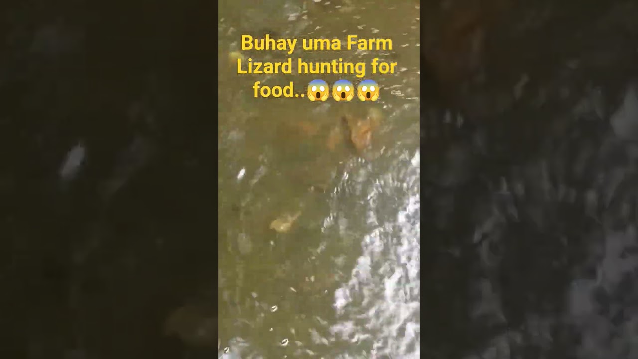 Buhay Uma Farm Lizard hunting for food Backyard Fish farming..😱😱😱😱