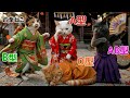 【血液型あるある】AI猫の成人式の過ごし方 🐱👘 晴れ姿と子猫時代のギャップに涙【四季ねこ】
