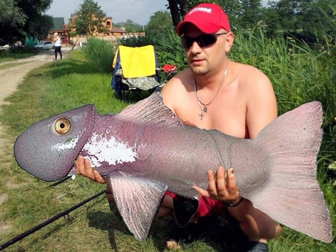 Как выглядит рыба пенис
