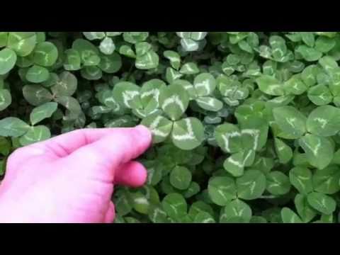 How many four-leaf clovers do you see?