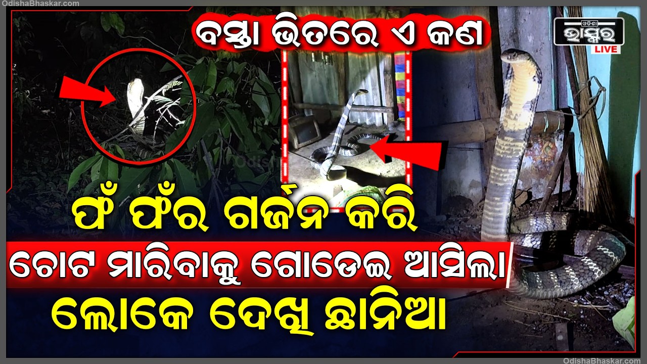 ଫଁଫଁ ଗର୍ଜନ କରିଚୋଟ ମାରିବାକୁ ଆସିଲା ୧୪ ଫୁଟର ବିରାଟକାୟ ଅହିରାଜ