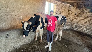 جوزي بيقلي احنا في قارنا مفيش مقارنه ✋عرض العيد عجل 🐄 بقري وزنه طن⁉️يا تري سعره كام❗️