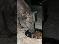 Starving Street Dog Gets First Meal In Weeks 🇵🇭 Vlog 5 #rescuedogs #dogrescue #paradisephilippines