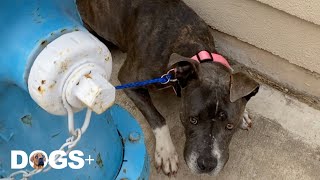 Scared Pittie Hides Behind Hydrant, She Didn't Know How to Dog 🥺💔| DOGS+ by DOGS+ by Rocky Kanaka 4,329 views 2 years ago 3 minutes, 2 seconds