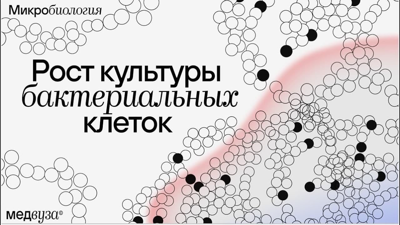 Рост культуры бактериальных клеток | Микробиология