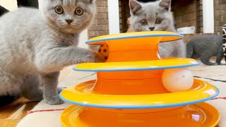 Stingingly Cute Kittens Playing With Spinning Toy Funny Backwards ?British Shorthair Cat Videos