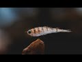 FLY TYING - BadAss Baitfish - TUTORIAL