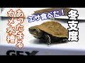 [最も選択された] イシガメ 餌 食べない 857436-イシガメ 赤ちゃん 餌 食べない