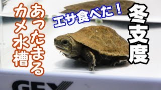 拾った子ガメが餌を食べた 冬の 子亀水槽 の作り方 カメ水槽 Youtube