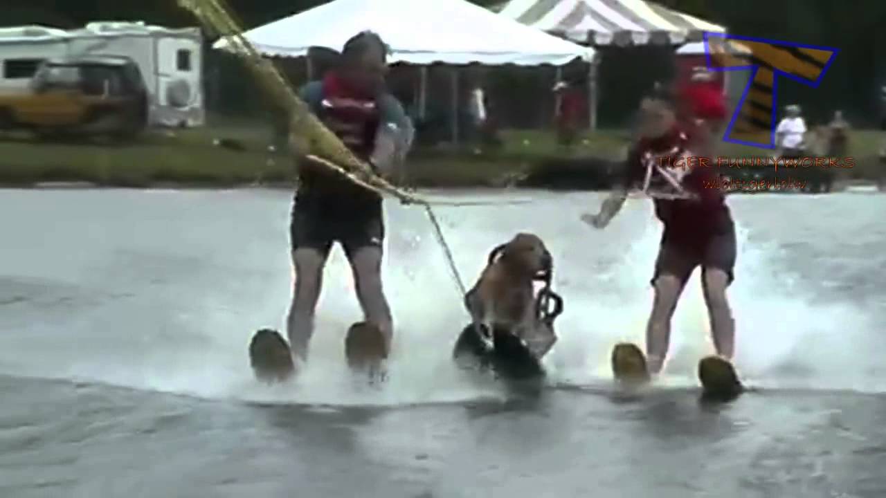 Animals Playing Sports | www.imgkid.com - The Image Kid ...