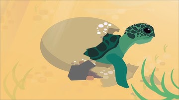Save the Turtle - Animated short