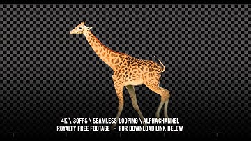 Giraffe running. Isolated and cyclical. Alpha channel included.