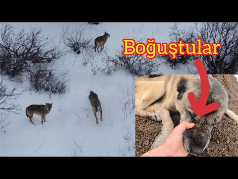 ~KURT KAÇAMAYACAĞINI ANLAYINCA GERİ DÖNÜP SALDIRDI ~WOLF ATTACK