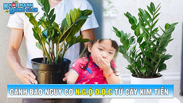 CÂY KIM TIỀN và những lưu ý CẦN TRÁNH do nguy cơ NGỘ ĐỘC với trẻ nhỏ| KMĐC