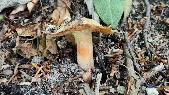 Reddish-brown threadwort and protected red tame