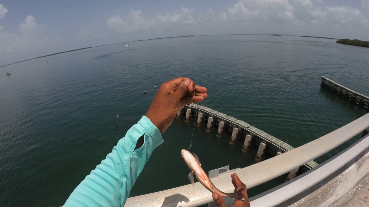 ‼️Getting Back To The Action With Mangrove Snapper Bridge Fishing‼️ ...