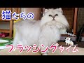 猫たちのブラッシングタイム(*^^*)