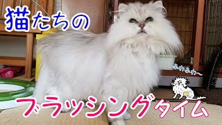 猫たちのブラッシングタイム(*^^*)