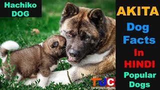 Akita Dog Breed Facts In Hindi: Popular Dog Breeds : TUC : The Ultimate Channel